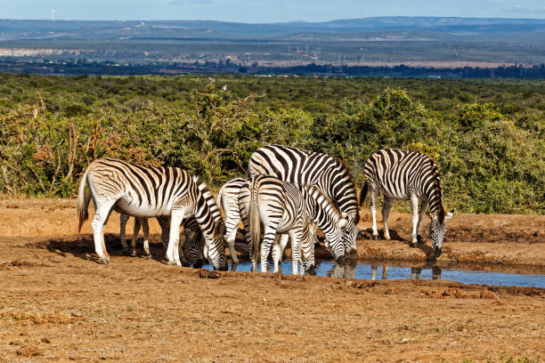 Herd of Plain's Zebra at waterhole in Addo Elephant Park, South Africa