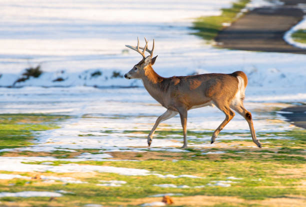 istock Buck running at the park in winter 1363511501