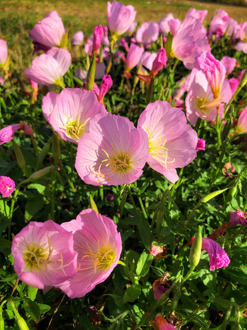 Close-up of a patch of brilliant pink California poppies opening toward the lens