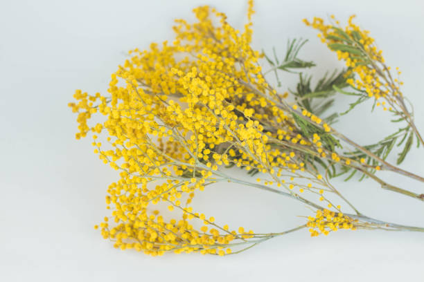 istock Sprigs of mimosa on a white background. Spring concept 1363512244
