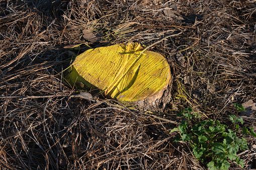 Yellow painted tree stump background with a dry pine needles background.
