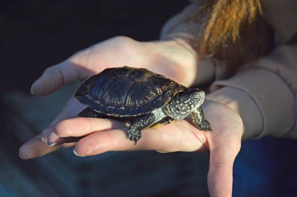 close-up of a small turtle on the palms of a woman. animals, reptiles - baby beautiful part of selective focus imagens e fotografias de stock