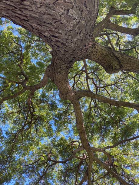 Up from Under Beautiful view from under a monkey pod tree Arbor Day stock pictures, royalty-free photos & images