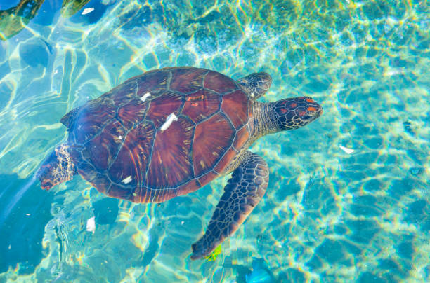 istock Swimming turtle in Reunion Island. Hawskbill turtle. 1363517457