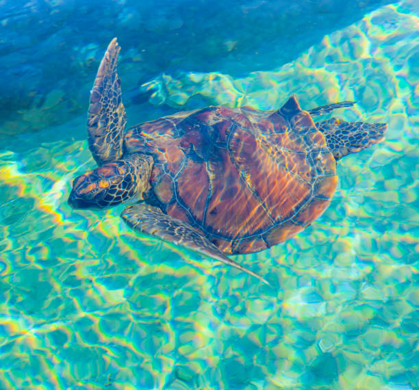 istock Swimming turtle in Reunion Island. Hawskbill turtle. 1363517458