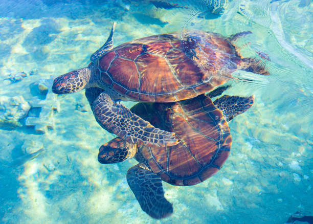 istock Swimming turtle in Reunion Island. Hawskbill turtle. 1363517463
