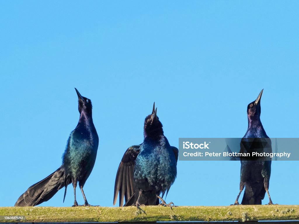 A humorous view of juvenile Grackle birds lined up on a rail as if to parody hear no evil, speak no evil, see no evil A humorous view of juvenile Grackle birds lined up on a rail as if to parody hear no evil, speak no evil, see no evil. The animated mainly black birds with iridescent feathers display on singing, one with beak closed and one with his eyelid shut. A cerulean blue sky exists in the background. Bird Stock Photo