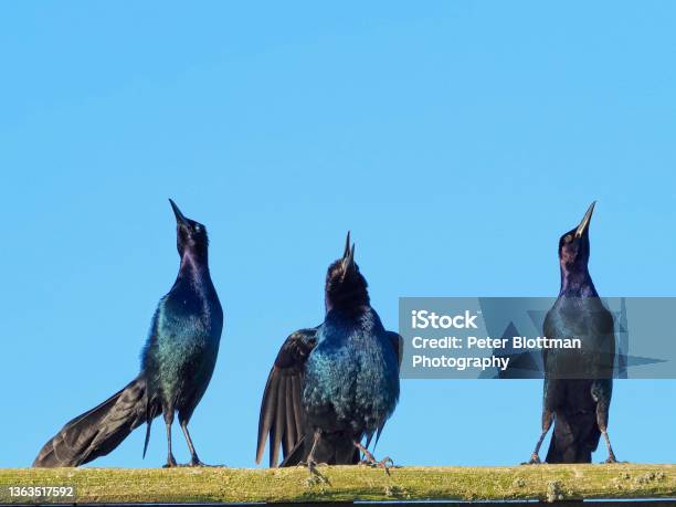 A Humorous View Of Juvenile Grackle Birds Lined Up On A Rail As If To Parody Hear No Evil Speak No Evil See No Evil Stock Photo - Download Image Now