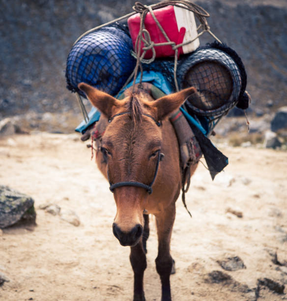 pack horse on the trail in the Andes mountain in Peru