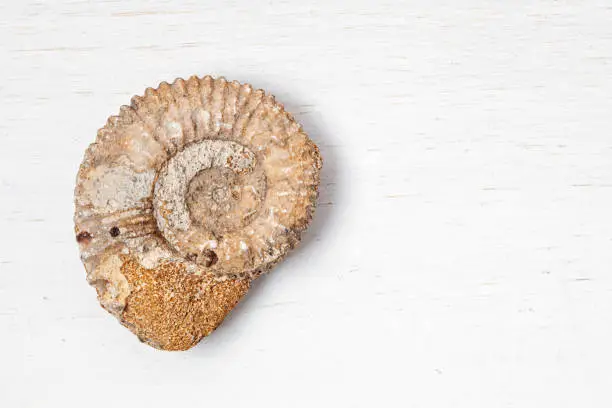 Macro of ammonite fossil of jurastic era over white background. Archeology concept