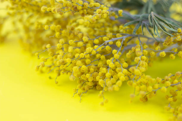 istock Mimosa on a yellow background. Copy space. Spring concept. 1363519997