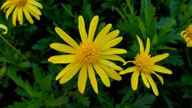 botany plantae family Asteraceae plant flower yellow daisy - euryops chrysanthemoides