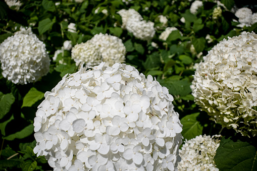 A field of white hydrangeas at Anak Beach in Hampyeong.