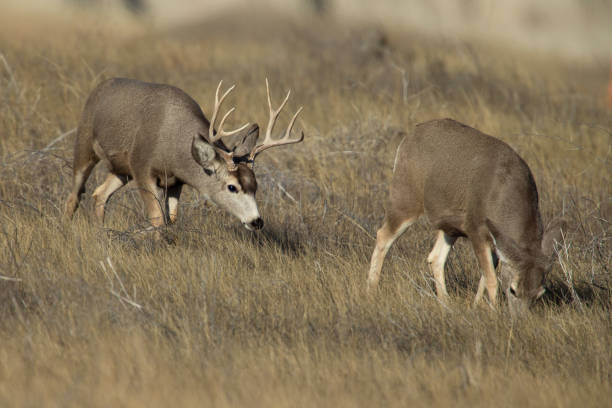istock Mule deer on the prairie 1363522333