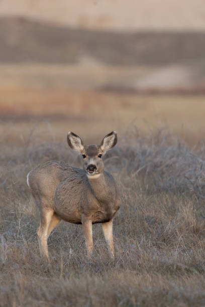istock Mule deer on the prairie 1363524515