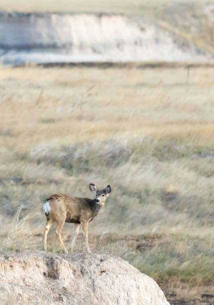 istock Mule deer on the prairie 1363525324