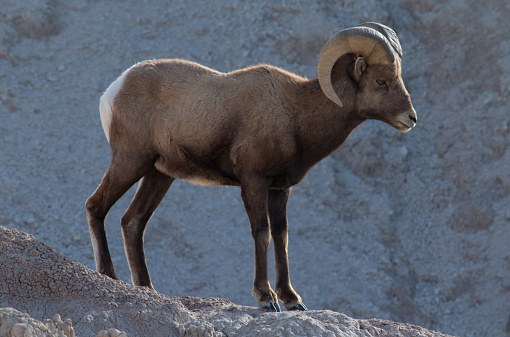 wild Big Horn Sheep in Badlands National Park