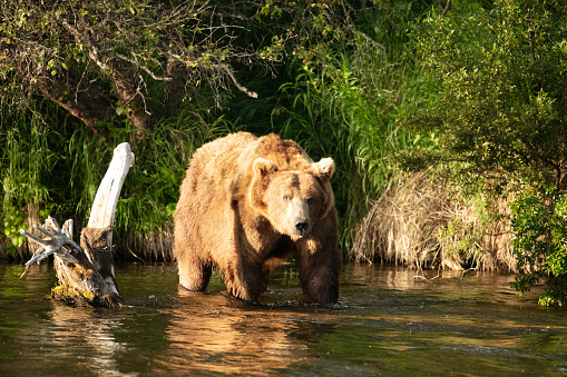 Grizzly bear, Alaskan Brown \nbear in a scenic river