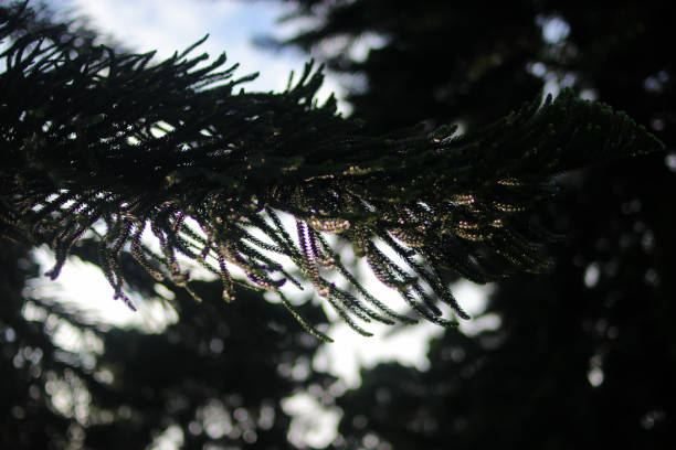 istock Spruce tree branches with dewdrops in the morning 1363526202