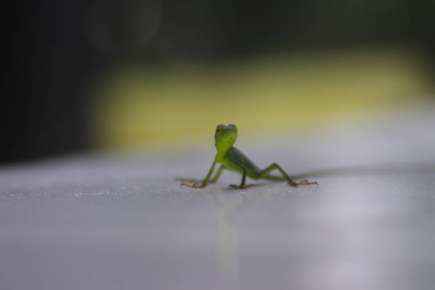 istock Selective focus of little green lizard with blurred background in the backyard 1363526792
