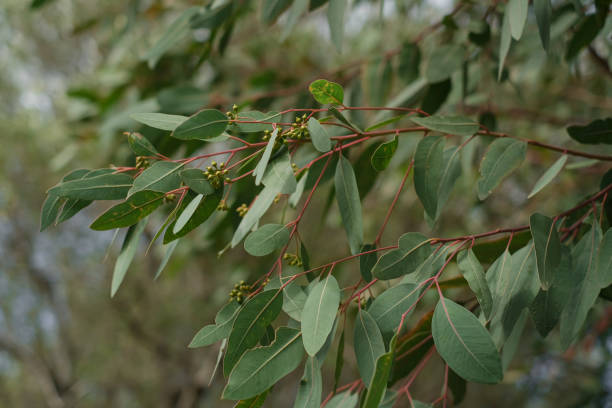 istock Eucalyptus tree branch,evergreen plants nature 1363526852