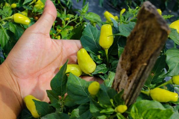 istock Datil peppers or cabai rawit (also known as Capsicum frutescens, chili pepper, cabai rawit merah) growing on tree branches in the garden. 1363526969