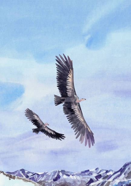 istock Two watercolor teratorns flying in the sky above the snowy mountain peaks. 1363528576