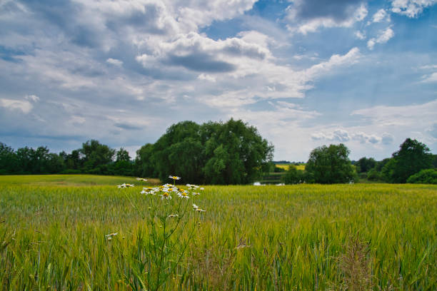 an idyllic field with lake in the background in summertime