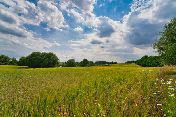 an idyllic field with lake in the background in summertime