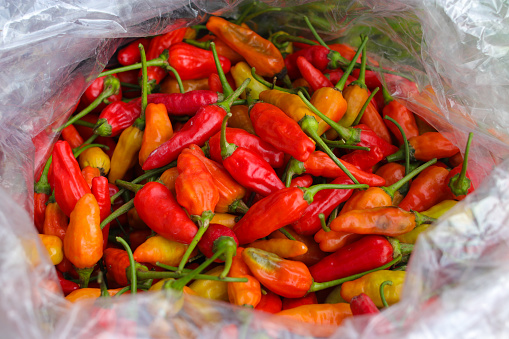 Top-down or Flat lay view of a bunch of datil peppers or cabai rawit (also known as Capsicum frutescens, chili pepper, cabai rawit merah) is freshly harvested by Indonesian Local Farmers from fields