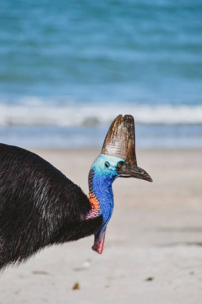 istock Cassowary takes a stroll down the beach 1363530554