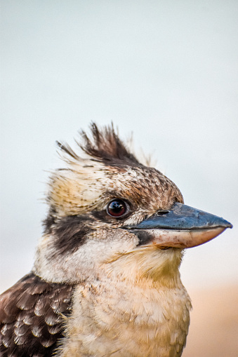 Portrait of a cute kookaburra by the beach