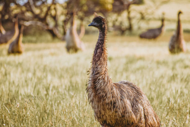 istock Group of emus near at sunset 1363530680