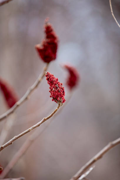 Sumac alongside a hiking trail in Ontario.