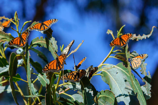 istock Monarch Butterflies Resting on Nesting Area Branch 1363532111