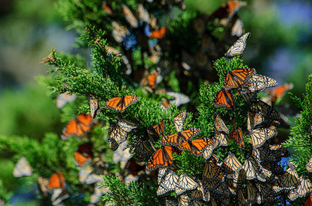 istock Monarch Butterflies Resting on Nesting Area Branch 1363532115
