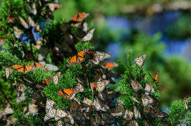 istock Monarch Butterflies Resting on Nesting Area Branch 1363532116