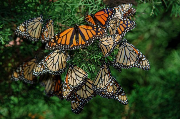 istock Monarch Butterflies Resting on Nesting Area Branch 1363532125