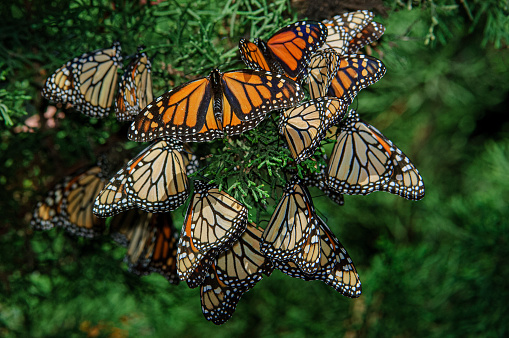 Monarch Butterflies Resting on Nesting Area Branch