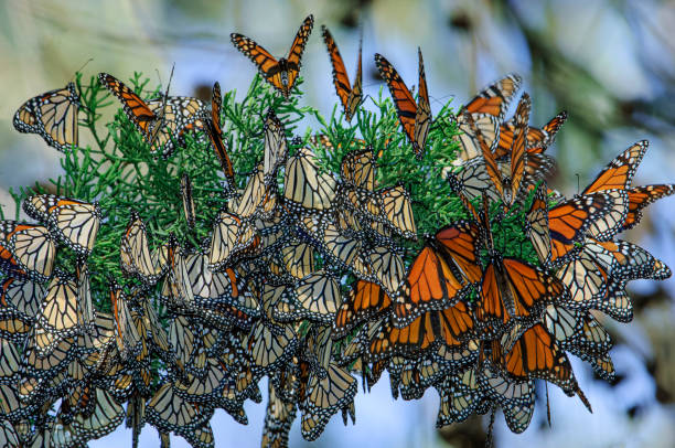istock Monarch Butterflies Resting on Nesting Area Branch 1363532132