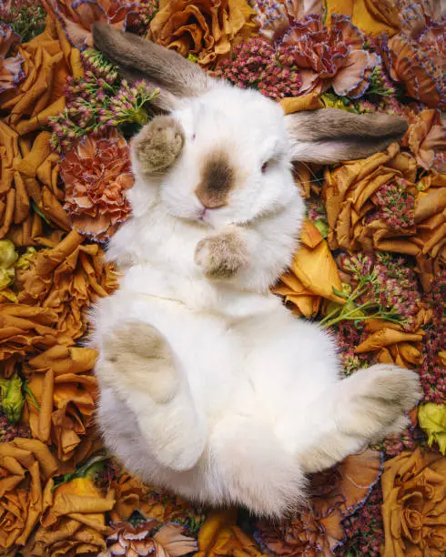 Photo of beautiful rabbit lies in a meadow of brown flowers