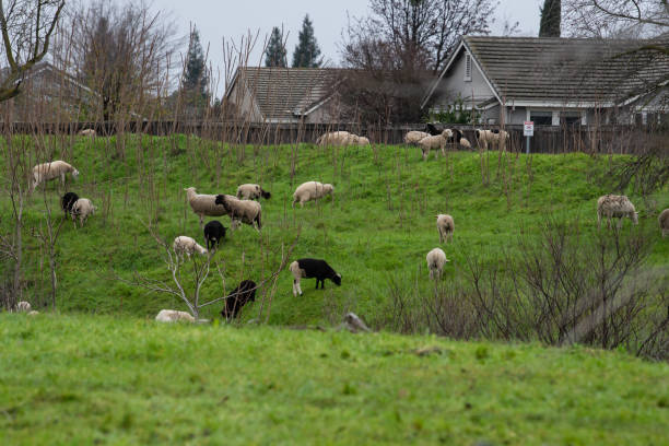 istock Sheep grazing on a hill 1363542451