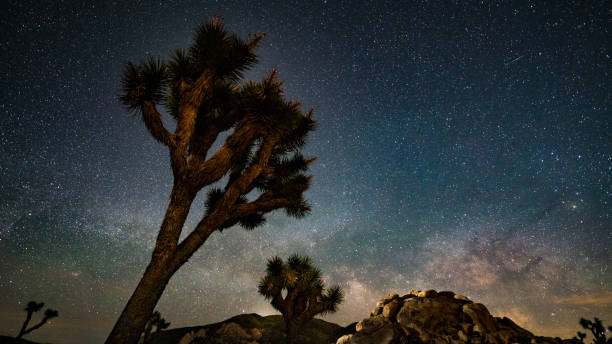 istock Nights under the Milky Way in Joshua Tree 1363544382