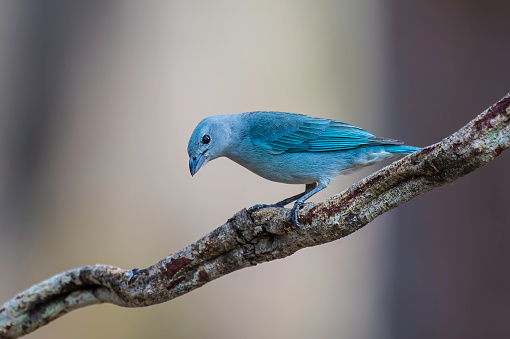 The sayaca tanager (Thraupis sayaca) is a species of bird in the family Thraupidae found in the Pantanal, Brazil.