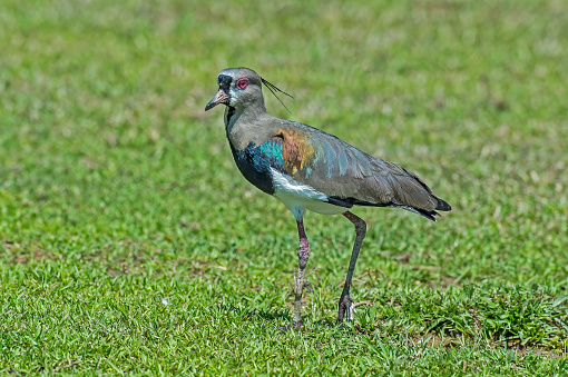 The southern lapwing (Vanellus chilensis) is a wader in the order Charadriiformes. Found in the Pantanal of Brazil.