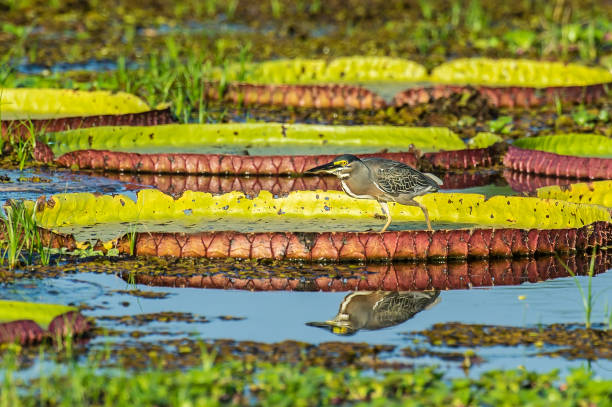 istock The striated heron (Butorides striata) also known as mangrove heron, little heron or green-backed heron is found in the Pantanal, Brazil. Standing on Victoria Water Lily in a pond. 1363545457