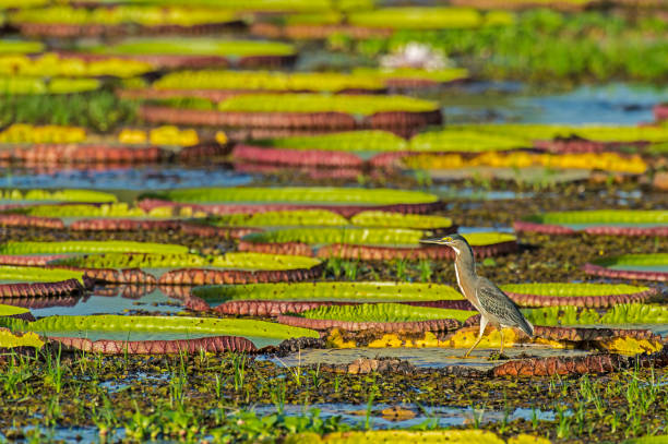 The striated heron (Butorides striata) also known as mangrove heron, little heron or green-backed heron is found in the Pantanal, Brazil. Standing on Victoria Water Lily in a pond. The striated heron (Butorides striata) also known as mangrove heron, little heron or green-backed heron is found in the Pantanal, Brazil. Standing on Victoria Water Lily in a pond. pantanal wetlands stock pictures, royalty-free photos & images