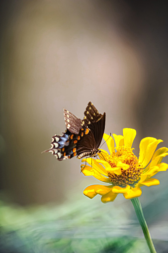 white butterfly on yellow flower, Pontia chloridice, Small Bath White