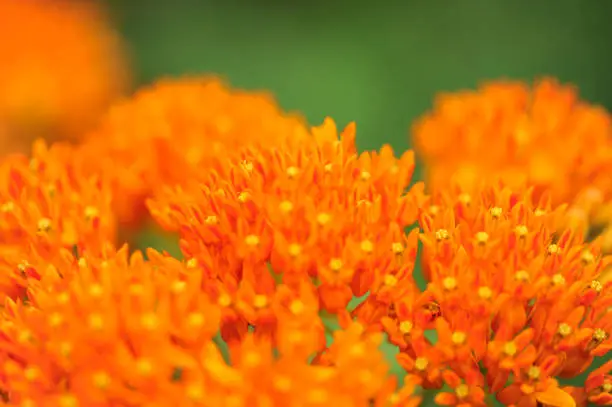 Close up of orange milkweed blooming flowers