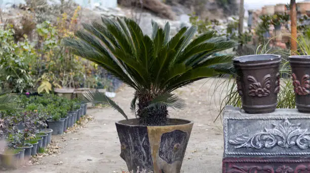 Comb palm plant in a large pot